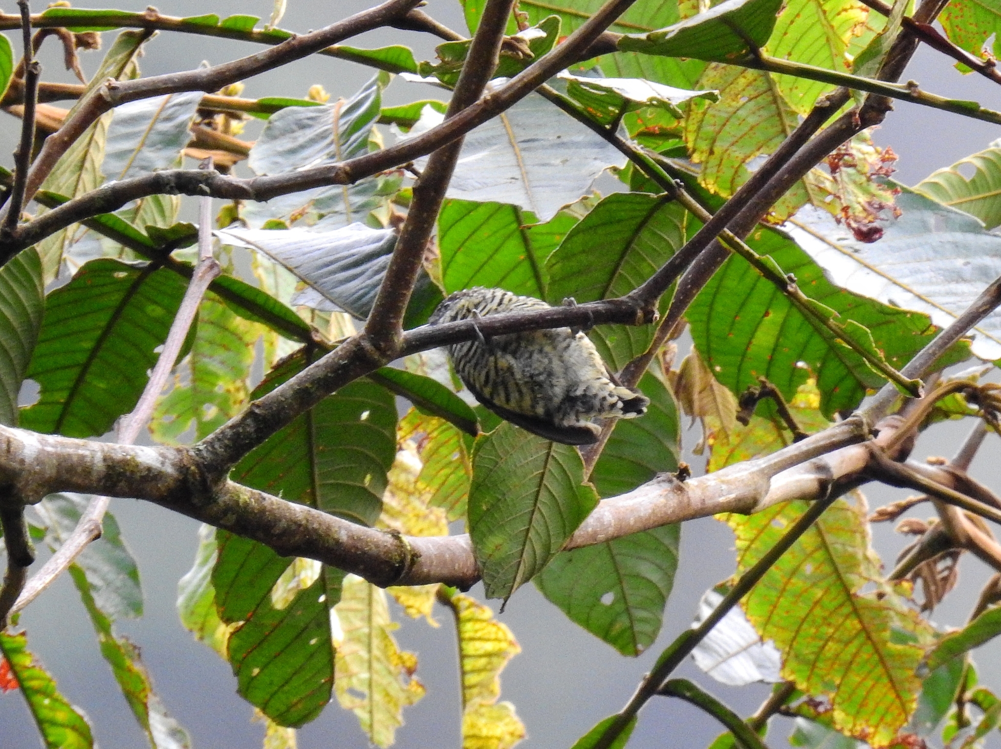 Lafresnaye's Piculet (Picumnus lafresnayi), photo 9