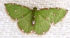 Chlorochromodes dialitha
