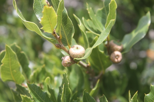 Short Oak