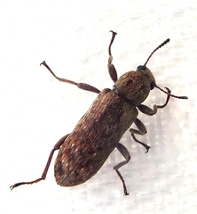 Stenochiini
