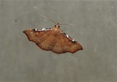 Corgatha dichionistis