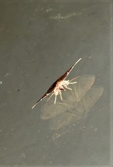 Corgatha dichionistis