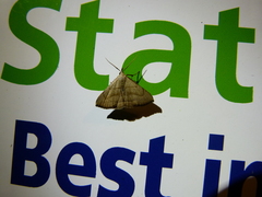 Macrochilo litophora