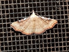 Corgatha dichionistis