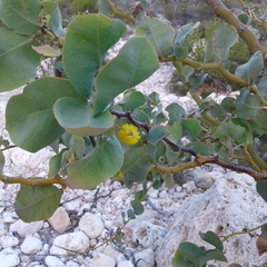 Acacia pyrifolia