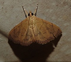 Hyalobathra crenulata