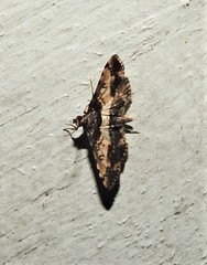 Nacoleia amphicedalis