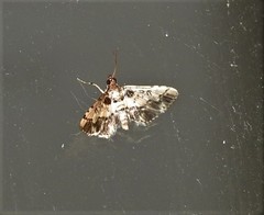 Nacoleia amphicedalis
