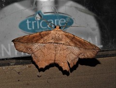 Polyacme dissimilis