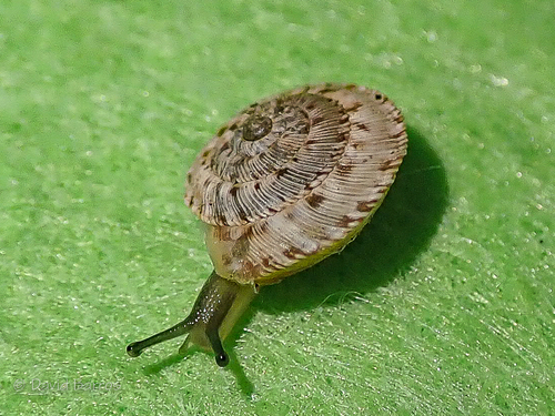 Xerocrassa cardonae