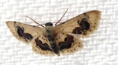 Idaea macrospila