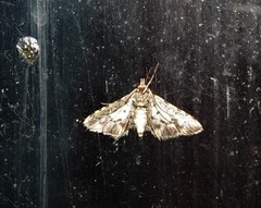 Nacoleia amphicedalis