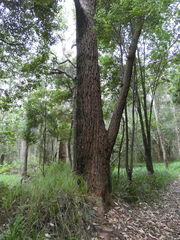Eucalyptus robusta