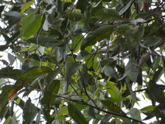 Eucalyptus robusta