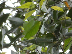Eucalyptus robusta