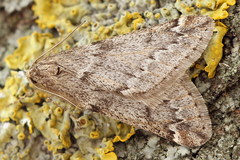 Alsophila aescularia