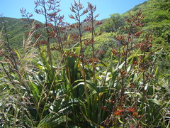 Phormium