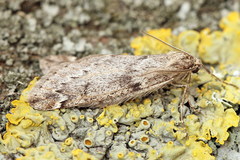 Alsophila aescularia