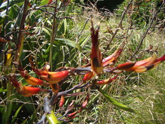 Phormium