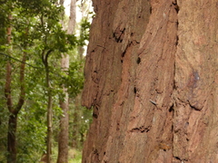 Eucalyptus robusta