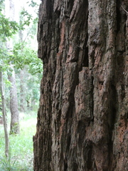 Eucalyptus robusta