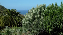 Echium giganteum