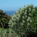 Echium giganteum - Photo (c) michi1, some rights reserved (CC BY-NC), uploaded by michi1