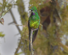 Heliodoxa imperatrix