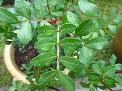 Pistacia vera