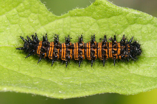 Baltimore Checkerspot