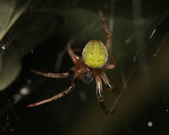 Araneus lathyrinus