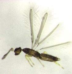 Cleruchus mandibularis