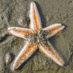 Astropecten indicus