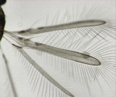 Cleruchus mandibularis