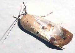 Westermannia superba