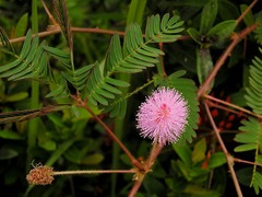 Mimosa pudica