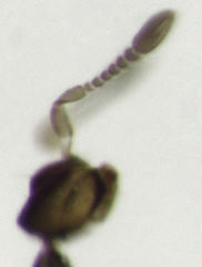 Cleruchus mandibularis