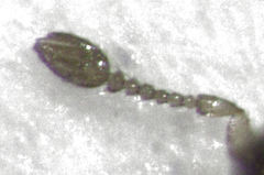 Cleruchus mandibularis