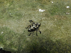 Steirastoma marmoratum