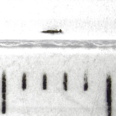 Cleruchus mandibularis