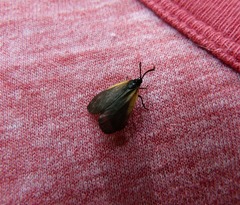 Pyromorpha dimidiata