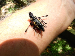 Steirastoma marmoratum