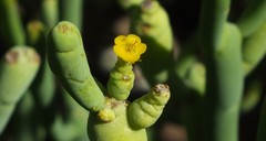 Euphorbia aphylla