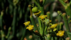 Euphorbia aphylla