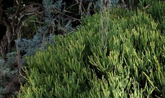 Euphorbia aphylla