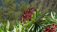 Euphorbia atropurpurea image