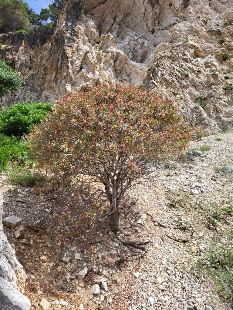 Esula dendroides (L.) Haw. 2