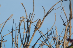 Colaptes
