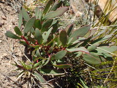 Protea effusa