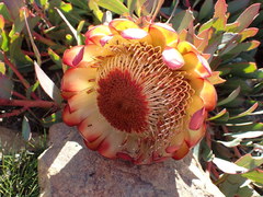 Protea effusa